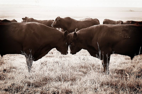 Two Bulls, by Ree Drummond, The Pioneer Woman